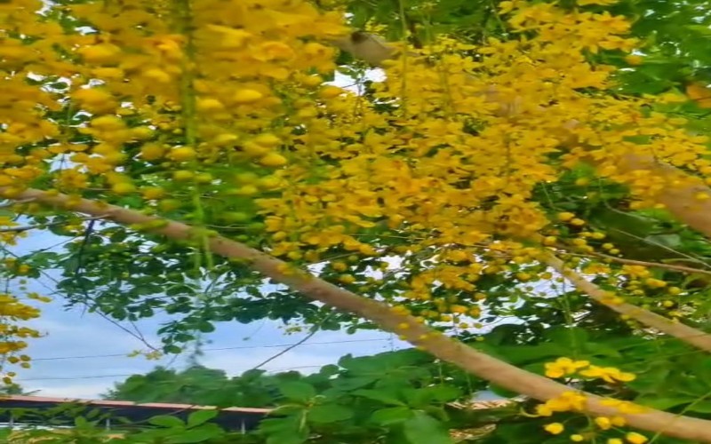 nctv image